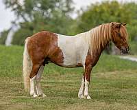pair-of-pony