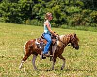 paint-pony