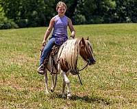sorrel-paint-pony