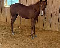 strip-horse