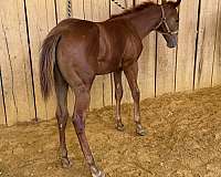 snip-horse