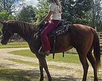 all-around-quarter-horse
