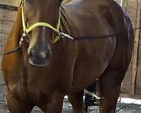 athletic-quarter-horse
