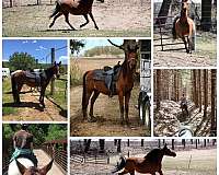 arabian-horse
