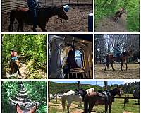 endurance-arabian-horse