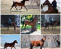 endurance-prospect-arabian-horse