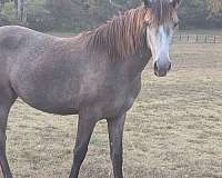 white-dun-tennessee-walking-horse