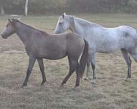 gaited-pony-filly