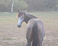 good-confirmation-filly