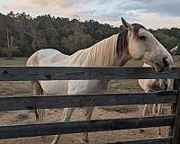 mixed-filly