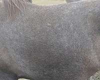 walking-filly