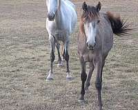 walking-horse-filly
