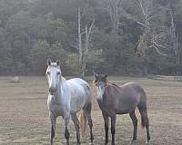 dun-w-blk-points-tennessee-walking-horse-for-sale
