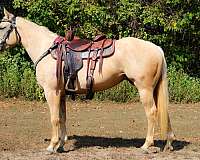 all-around-quarter-horse