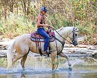 athletic-quarter-horse