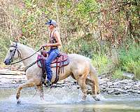 beginner-quarter-horse
