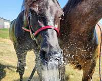 arabian-half-horse