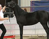 arabian-horse-half