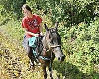adorable-half-arabian-horse