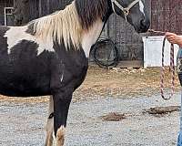 colt-spotted-horse