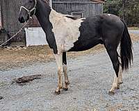 13-hand-spotted-colt