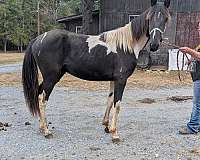 13-hand-spotted-horse