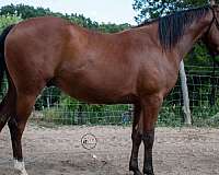 2-yr-old-quarter-horse