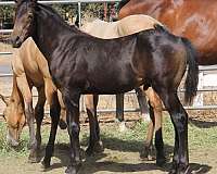 barrel-quarter-horse