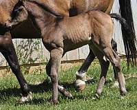 barrel-racing-quarter-horse