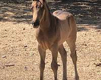 calf-roping-quarter-horse