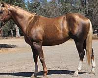breeding-quarter-horse