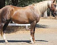 calf-roping-quarter-horse