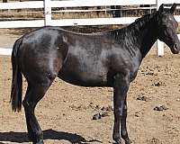 all-around-quarter-horse