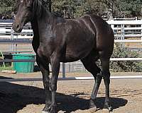 barrel-quarter-horse