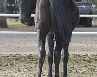 barrel-racing-quarter-horse