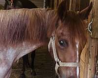 red-roan-blaze-on-face-one-white-stocking-horse