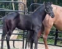 none-horse