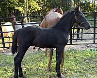 black-none-horse