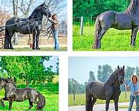 dressage-friesian-horse