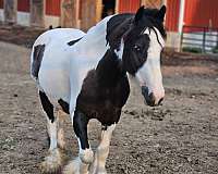 breeding-gypsy-vanner-horse