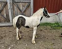double-registered-gypsy-vanner-horse