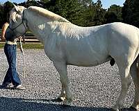 fjord-stallion
