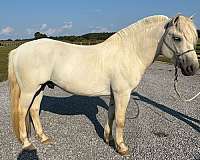 fjord-horse-for-sale