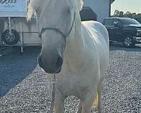 fjord-horse