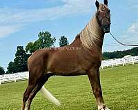 farm-equipment-safe-tennessee-walking-horse