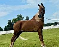 looker-tennessee-walking-horse