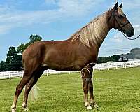 farm-equipment-safe-horse
