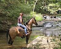 husband-safe-horse-missouri-fox-trotter