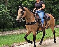 trained-gaited-horse-missouri-fox-trotter