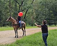 rocky-mountain-missouri-fox-trotter-horse